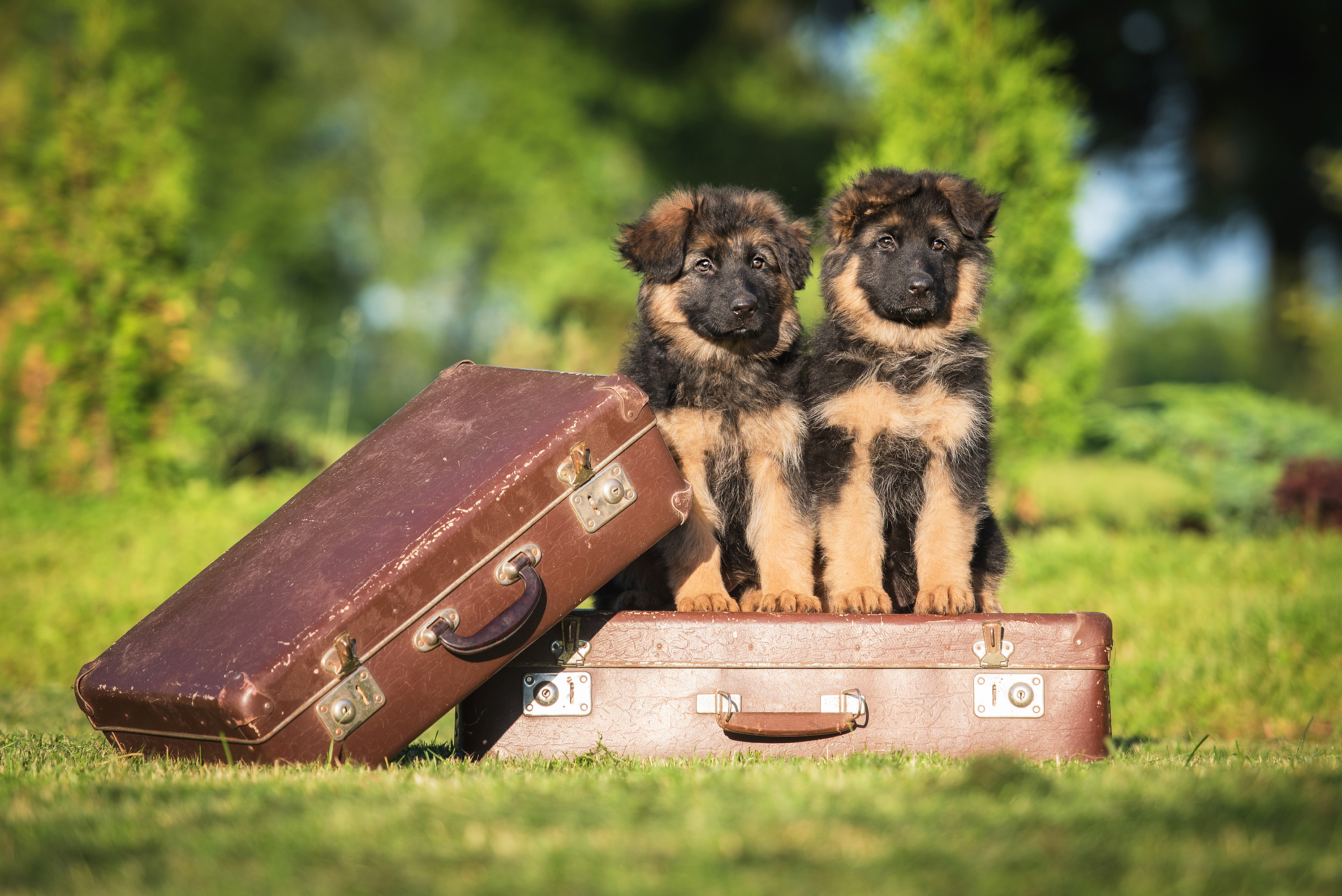 Reisen mit Hund