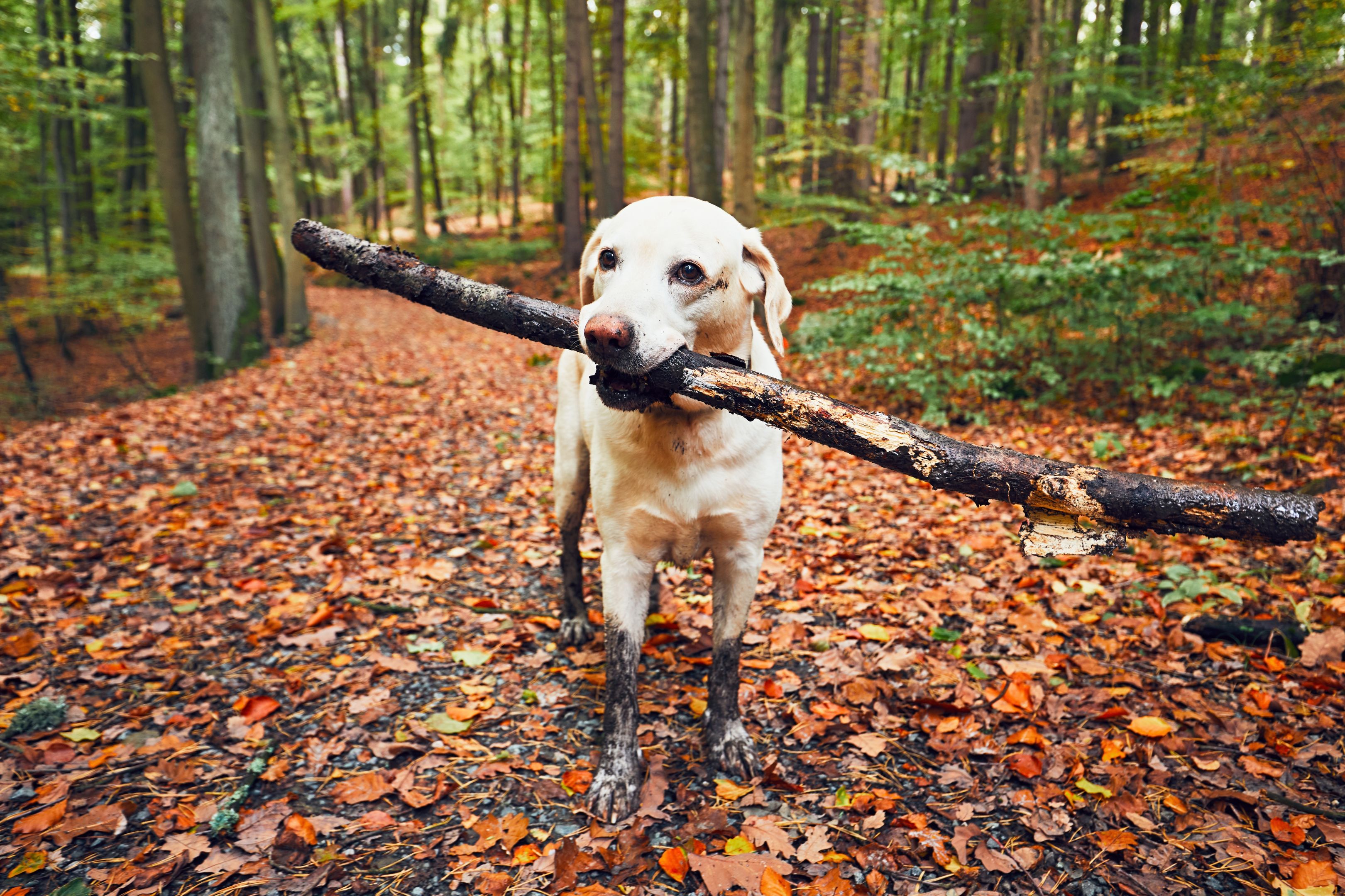 Spaziergang mit Hund im Wald